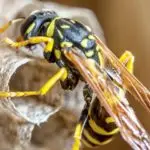 bees yellow jacket hornet wasp