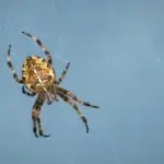 Cross Orb Weaver Spider