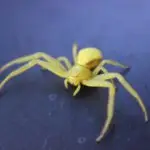 Yellow Sac Spider Pacific Northwest Oregon USA