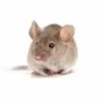 mice morristown mendham netcong chester dover mine hill jefferson lake hopatcong landing mount arlington ledgewood rockaway kenvil denville succasunna commercial sussex county warren county morris county andover newton washington blairstown hopatcong hackettstown lafayette green township