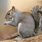 squirrel pest control exterminator