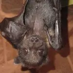 bat pest control exterminator