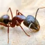 exterminator for ants