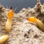 termite 2