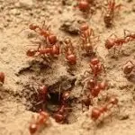 exterminator for ants