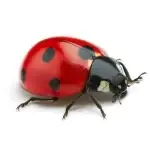 Ladybug-Exterminator