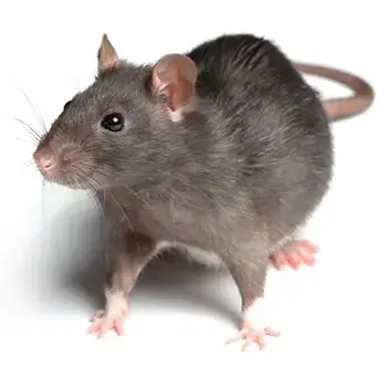 rat pest control exterminator rodent randolph