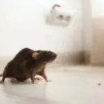 Rodent-Control