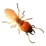 termite faro pest control exterminator