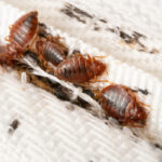 blairstown branchville pest control exterminator bed bugs