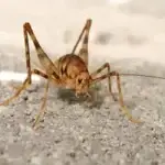 cricket exterminator