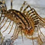 centipede faro