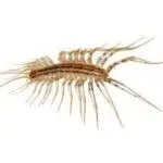 centipede exterminator