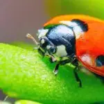 lady bug pest control