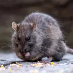 faro pest control rat removal in new jersey
