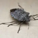 stink bug pest control exterminator