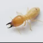 termite faro pest
