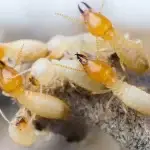 termites-faro pest