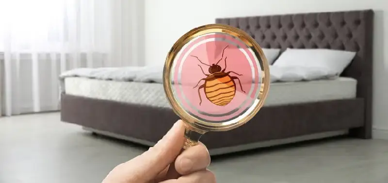 hotel and motel bed bug pest control