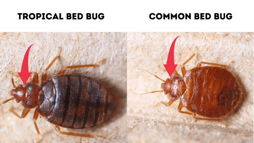 tropical bed bug