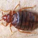 Bed Bugs
