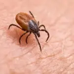 Ticks