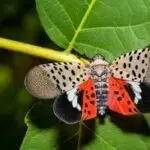 spotted lanternfly