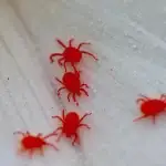 Mites