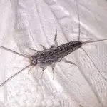 Silverfish