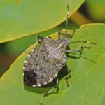 Stink Bugs