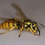 yellow jacket wasps