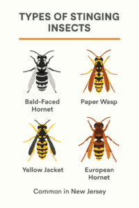 Types Of Wasps And Hornets