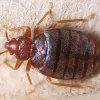 Bed Bugs