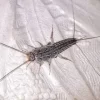 Silverfish