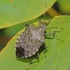 Stink Bugs