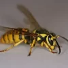 Wasps